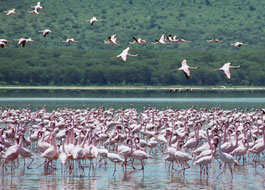 Attractions at Lake Nakuru