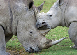 the Big five animals, Rhino 