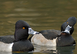 birding tour in Uganda, Africa