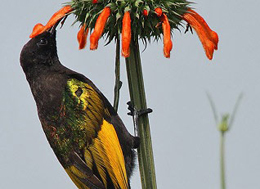 birds watching tour guides