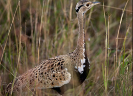 African birds to watch