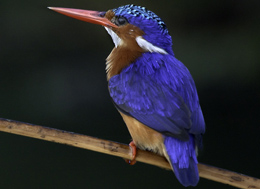 Types of birds to watch on a hOliday in Africa