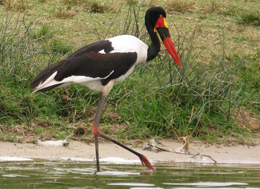 Tanzania birds watching destinations