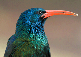 all about birds watching in Uganda