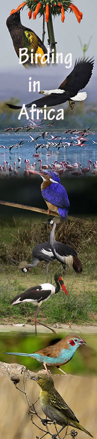 birds watching Holidays in Kenya