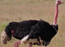 birds to watch on a safari holiday