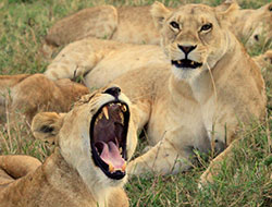 Serengeti National Reserve