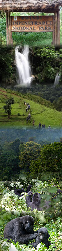 Gorilla trekking in Bwindi national park