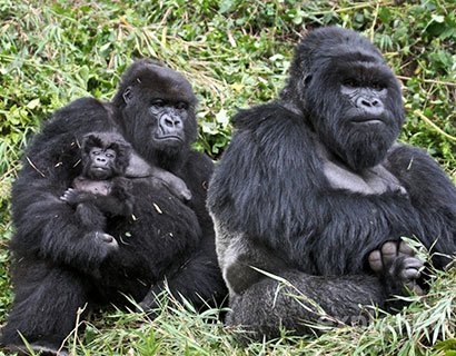 Gorillas trekking at Bwindi in Uganda