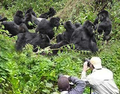  Uganda tour of Gorillas