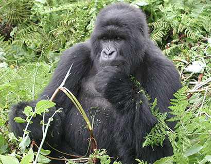what to see at bwindi national park