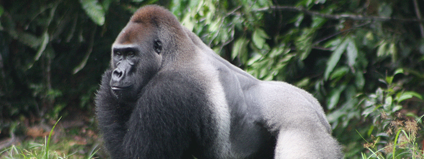 watch the mountain gorillas