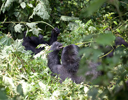 what to see on a gorilla trekking tour