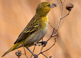 Africa birding photography tour