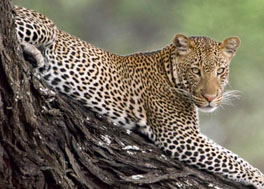Wildlife Safari Holidays in Tanzania