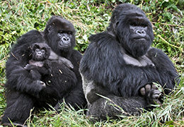 Uganda Gorilla Trekking