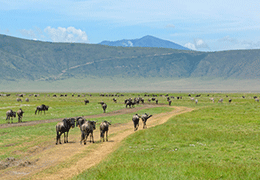 Ngorongoro Wildlife Safari