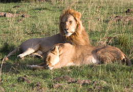 Serengeti Safari Holiday
