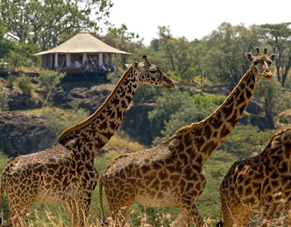  luxury wildlife safari holiday in Africa