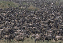 Serengeti Wildebeest Migration Tour