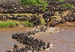 Mara Wildebeest Migration Tour