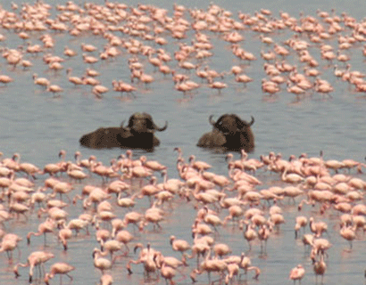 birds watching safari tours in Africa