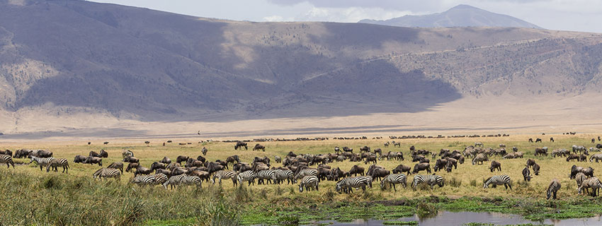 wildlife watching holidays in Ngorongoro