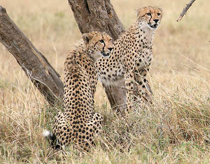 safari Attractions at Serengeti