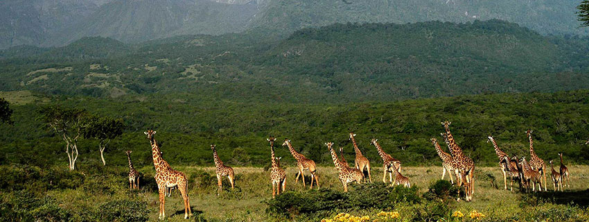 Holiday and safari adventures in Africa