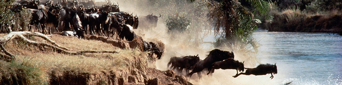 wildebeest migration tour