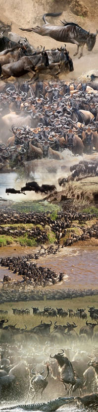 The great migration in Serengeti and Masai Mara
