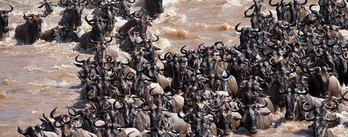 Serengeti, Mara Wildebeest Migration