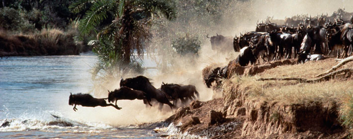 Watch the Great migration in Africa