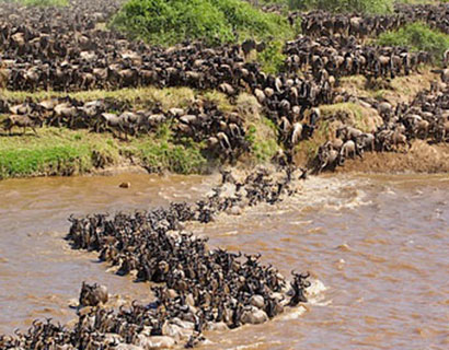 The wildebeest migration from Serengeti