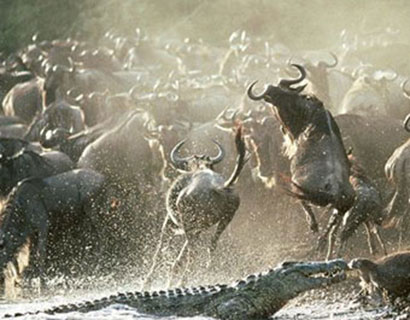 Images of the great Migration