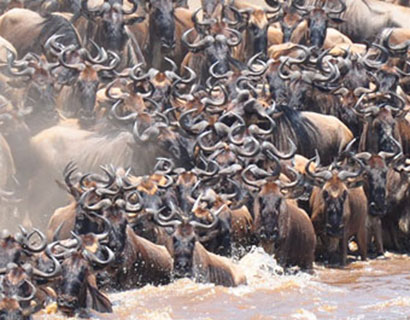 What to see on The Great Migration