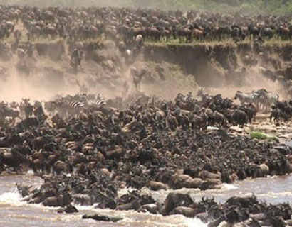The great migration holiday packages