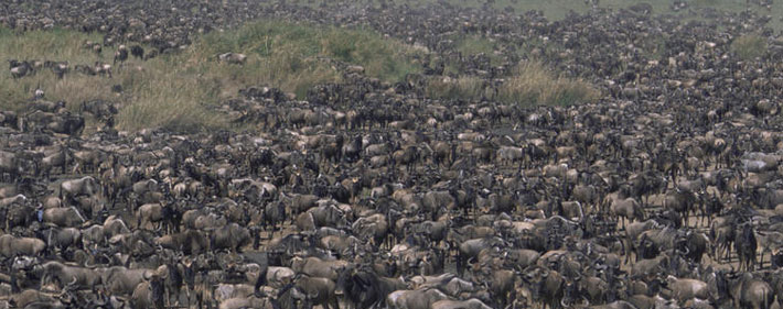 When to see the great migration